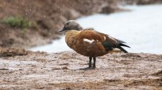 South African Shelduck male
