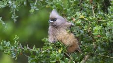 Speckled Mousebird