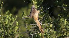 Speckled Mousebird