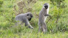Vervet Monkey