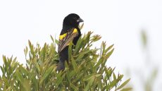 Yellow Bishop