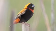 Southern Red Bishop breeding male