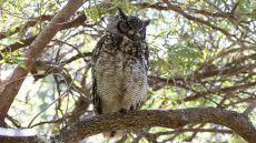 Spotted Eagle Owl