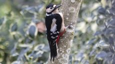 Great Spotted Woodpecker adult male