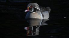 Silver Wood Duck