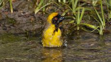 Southern Masked Weaver adult male