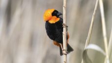 Southern Red Bishop male breeding