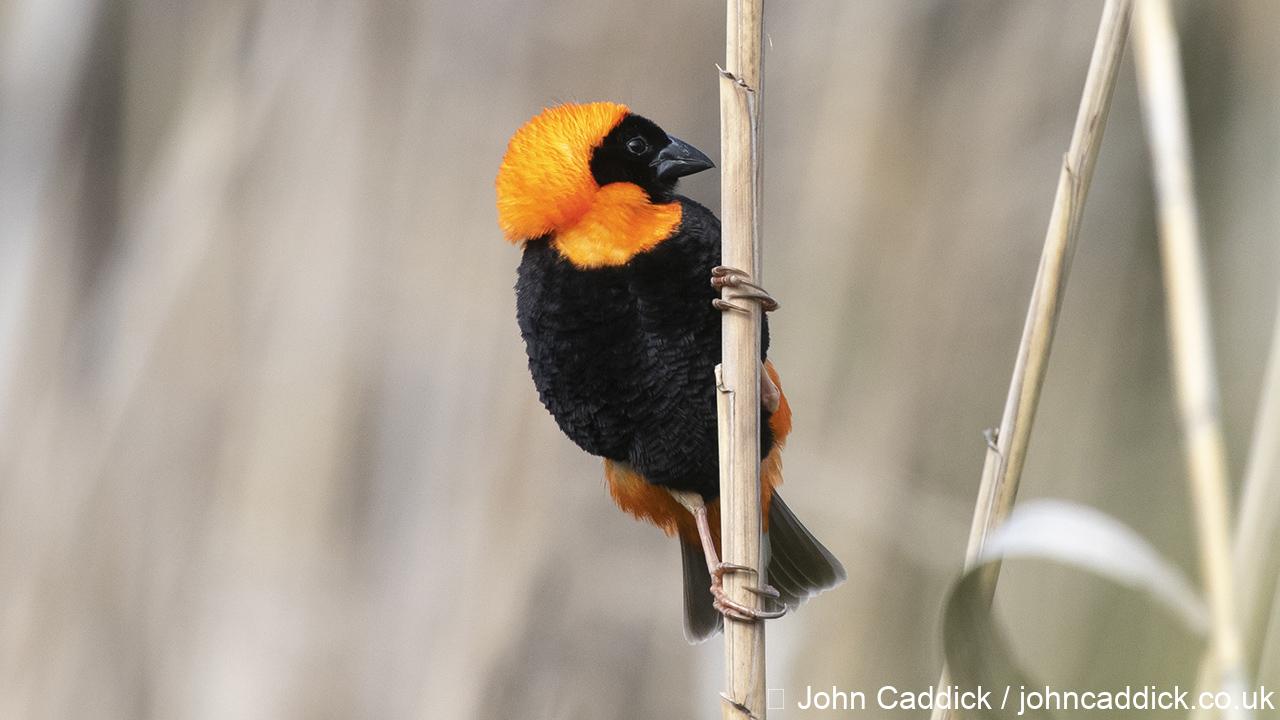 Southern Red Bishop male breeding