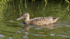 Cape Shoveler female