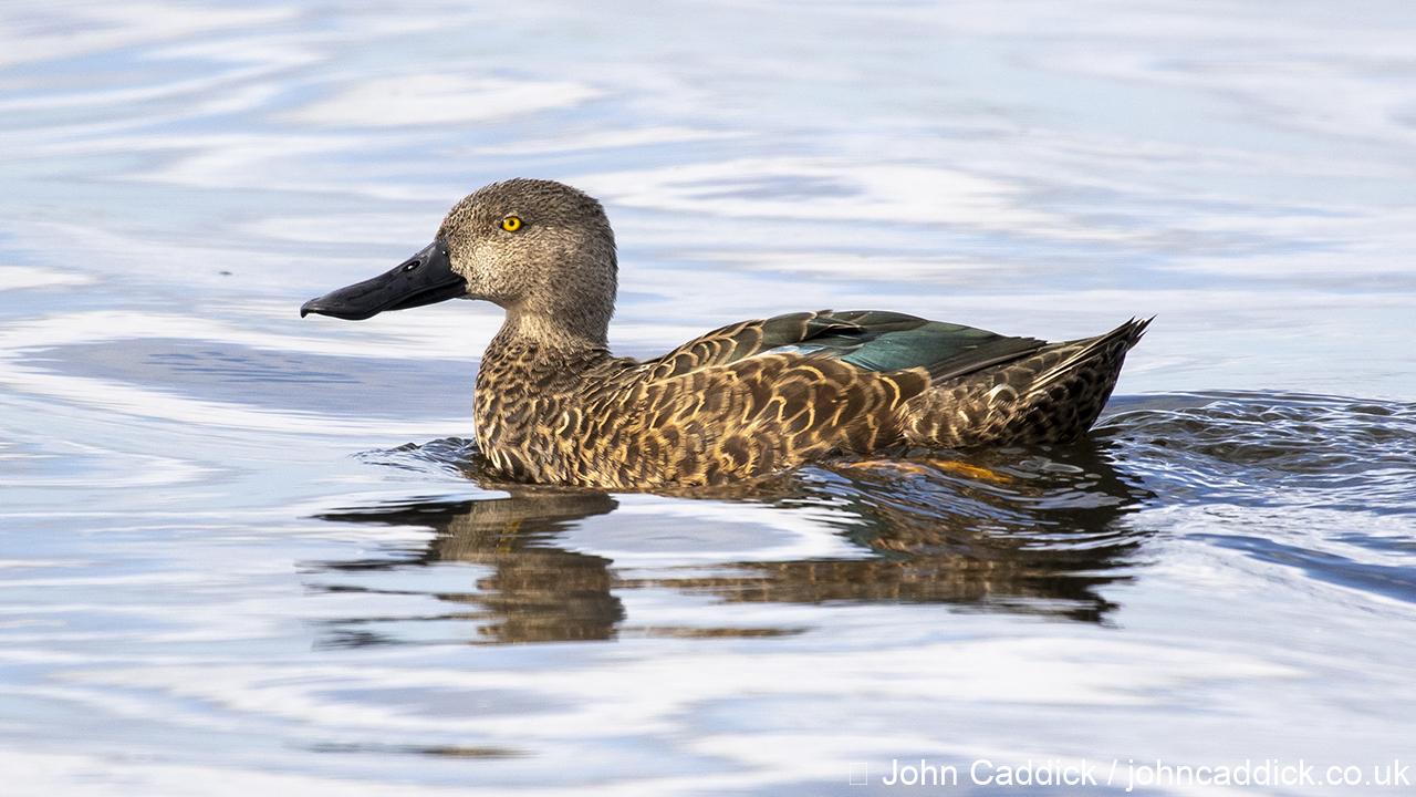 Cape Shoveler male