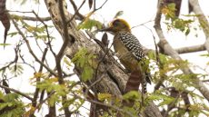 Golden-cheeked Woodpecker male