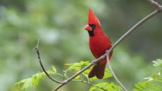 Nothern Cardinal male