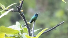 Mexican Violetear