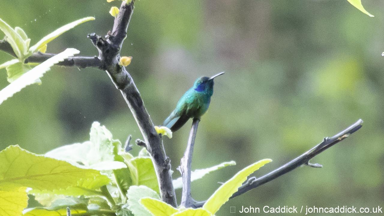 Mexican Violetear