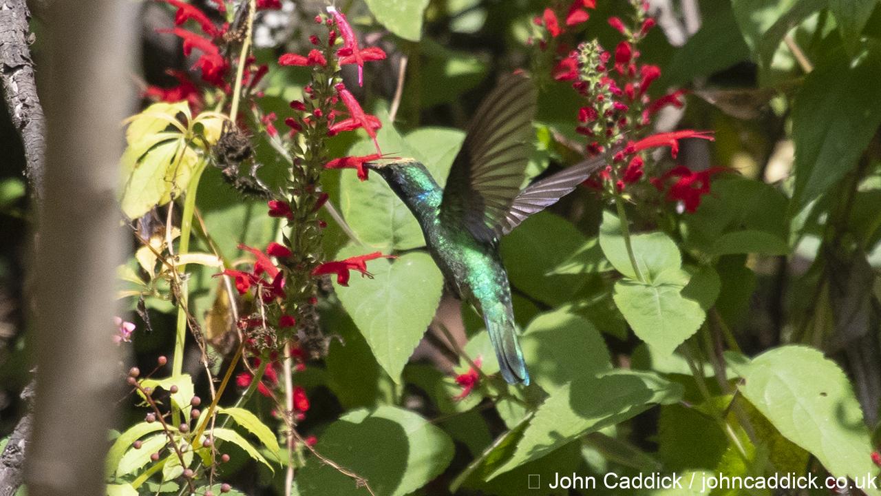 Mexican Violetear