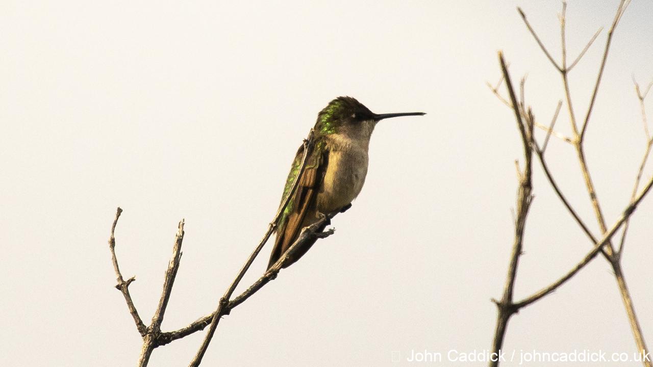 Ruby-throated Hummingbird female