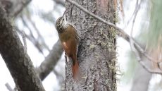 White-striped Woodcreeper