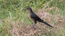 Great-tailed Grackle female