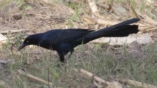 Great-tailed Grackle male