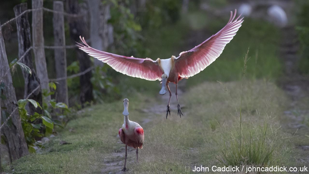 Roseate Spoonbill - John Caddick | John Caddick