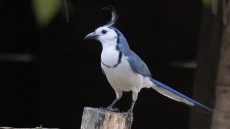 White-throated Magpie-Jay