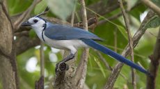 White-throated Magpie-Jay