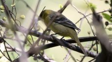 Orchard Oriole