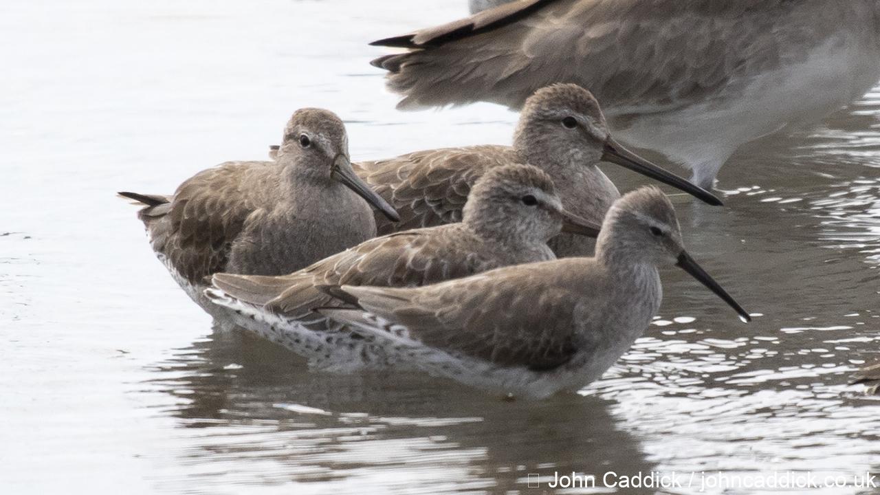 Long-billed Dowitcher