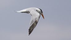 Royal Tern in flight