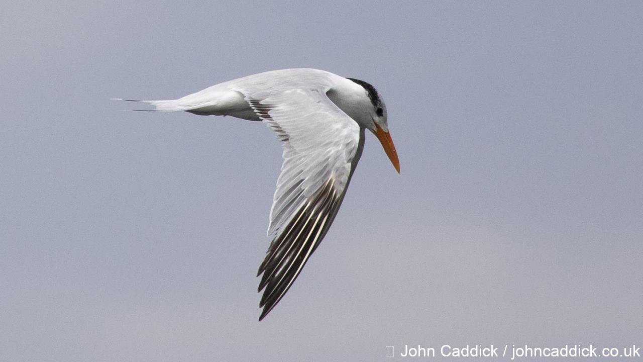 Royal Tern in flight