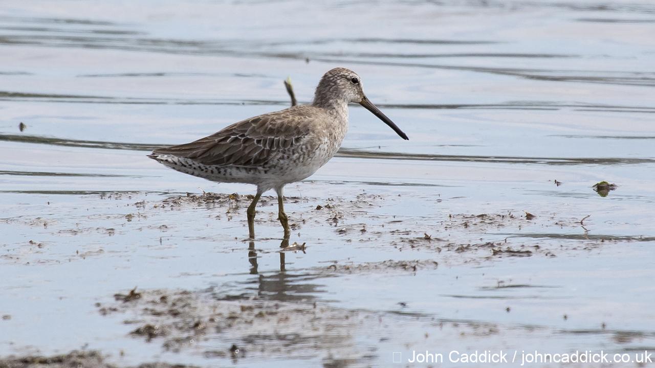 Short-billed Dowitcher