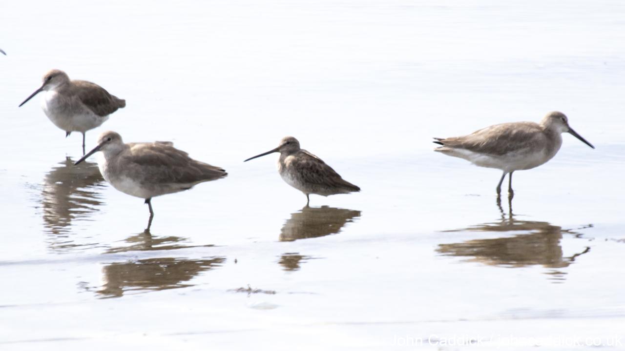 Willet with Dowitcher