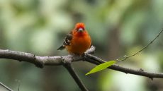 Flame-coloured Tanager male
