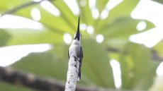 Long-billed Starthroat