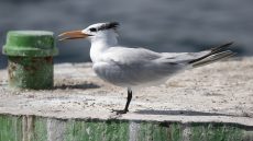 Royal Tern