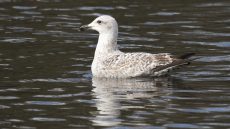 European Herring Gull