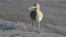 Eurasian Curlew