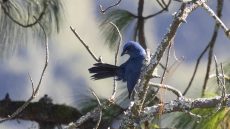 Unicolored Jay