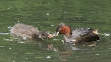 Little Grebe juvenile being fed