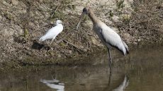 Wood Stork immature with Snowy Egret
