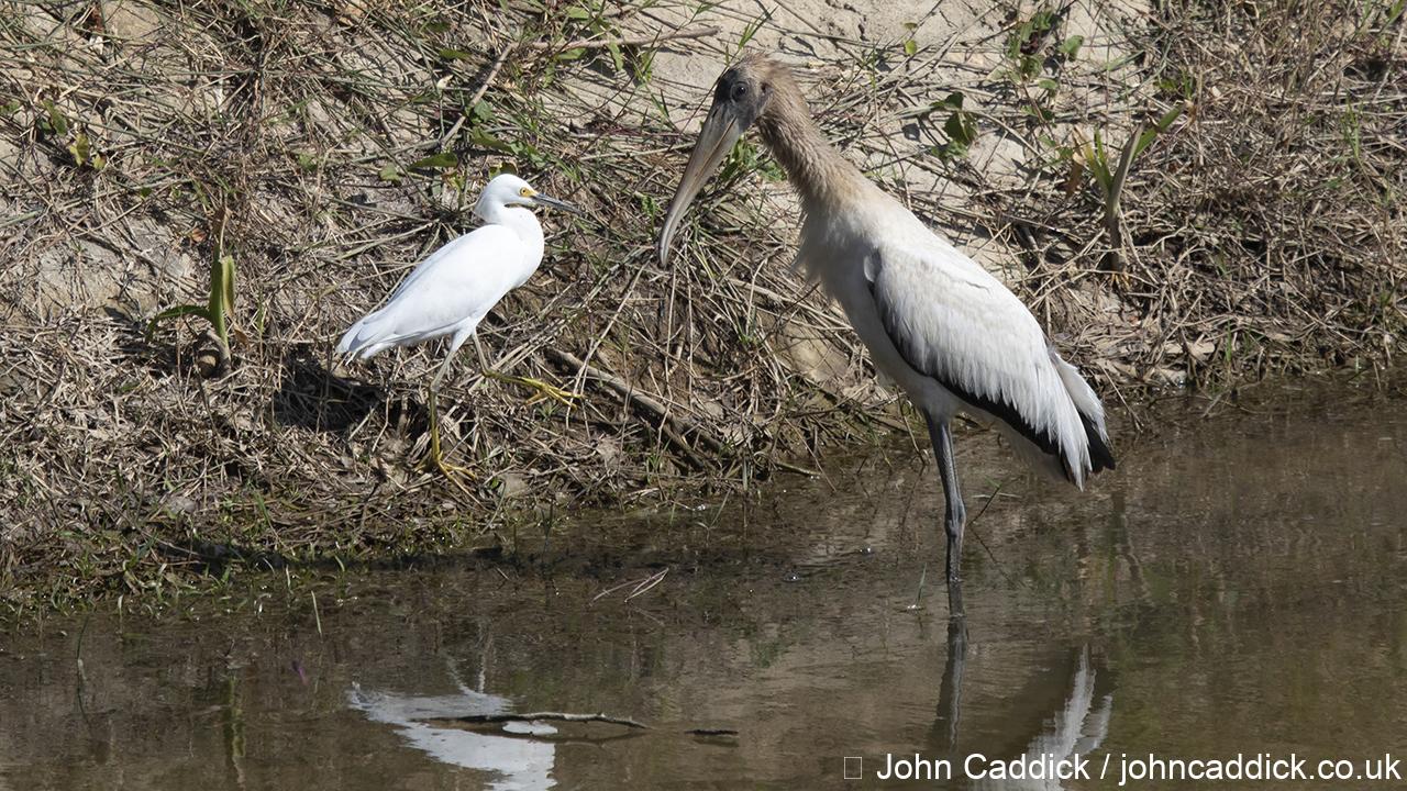 Wood Stork immature with Snowy Egret