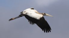 Wood Stork immature