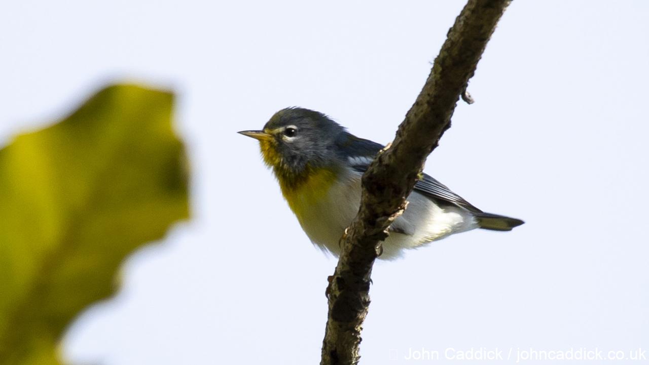 German Parula Northern Parula Archives - John Caddick | John Caddick