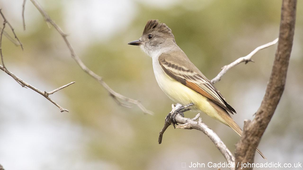 Cryptic Flycatcher Brown Crested Flycatcher