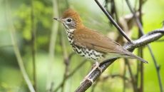 Wood Thrush