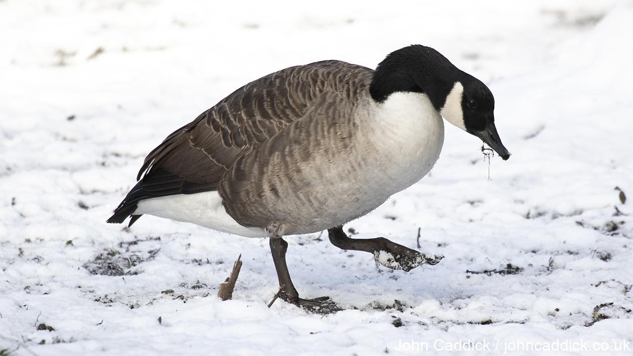 Canada Goose