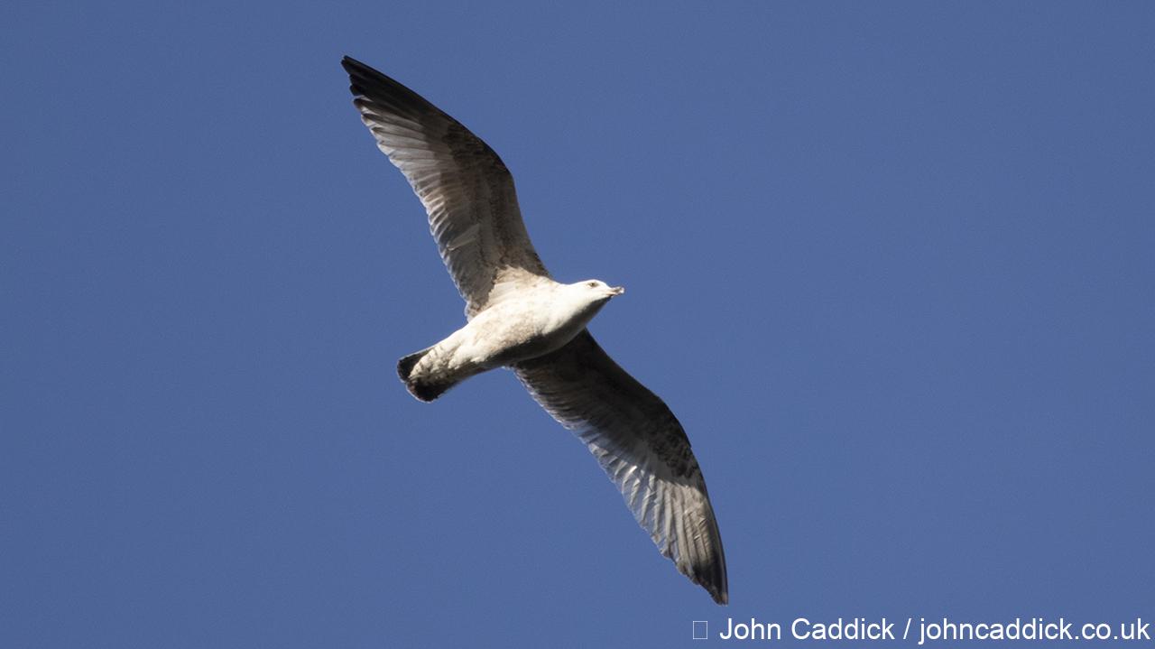 European Herring Gull juvenile in flight