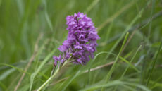 Early Purple (Spring) Orchid