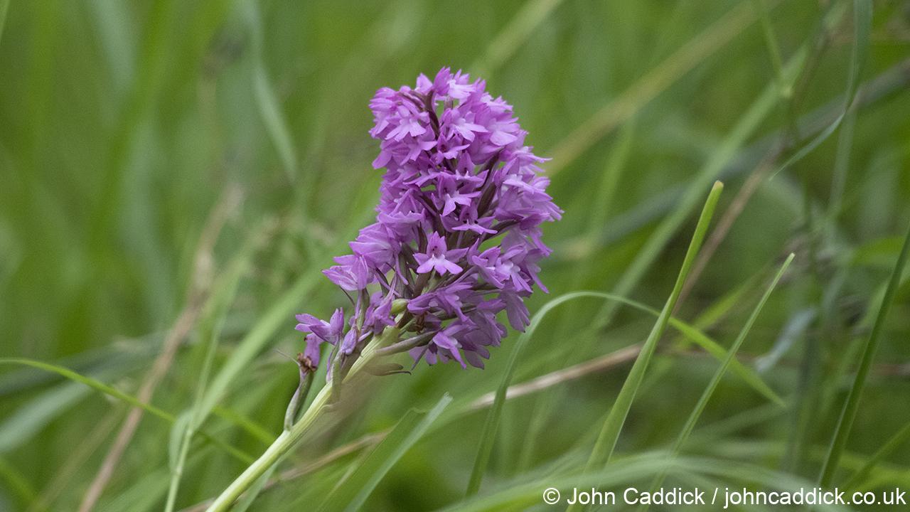 Early Purple (Spring) Orchid