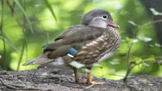 Mandarin female
